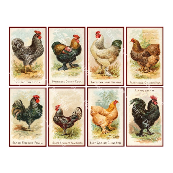 Antique Chicken Illustrations, Rooster & Hen Labels, Antique Altered Art Collage, 4" Tall Ephemera Images, DIGITAL DOWNLOAD, 1253
