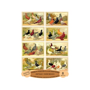 Ilustrações de pombos extravagantes, rótulos de pombos de exposição antigos, colagem de arte alterada antiga, imagens efêmeras de 4" de largura, DOWNLOAD DIGITAL, 1223
