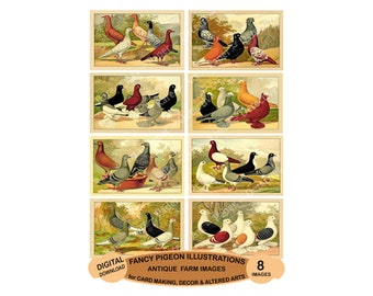 Fancy Pigeon Illustrations, Antique Show Pigeon Labels, Antique Altered Art Collage, 4" Wide Ephemera Images, DIGITAL DOWNLOAD, 1223