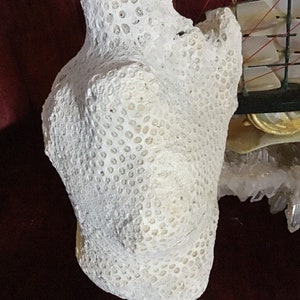 Caribbean sponge coral fossiled natural specimen decor rare large scale