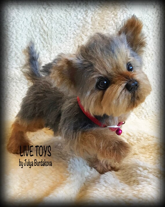 yorkie teddy