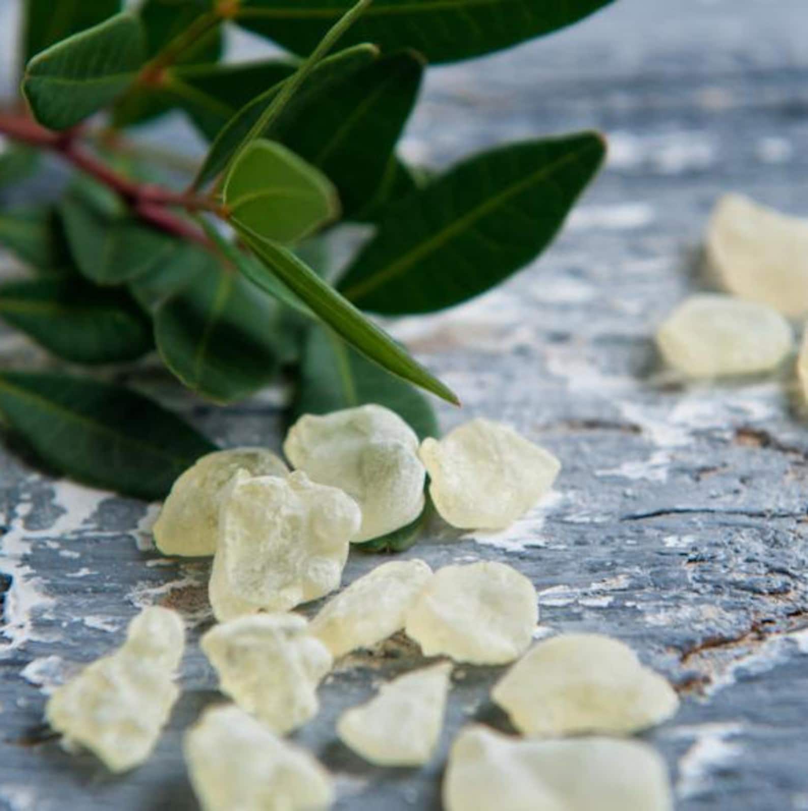 Mastic Mastiha Gum 100 Fresh Natural Tears of Greek Chios Etsy