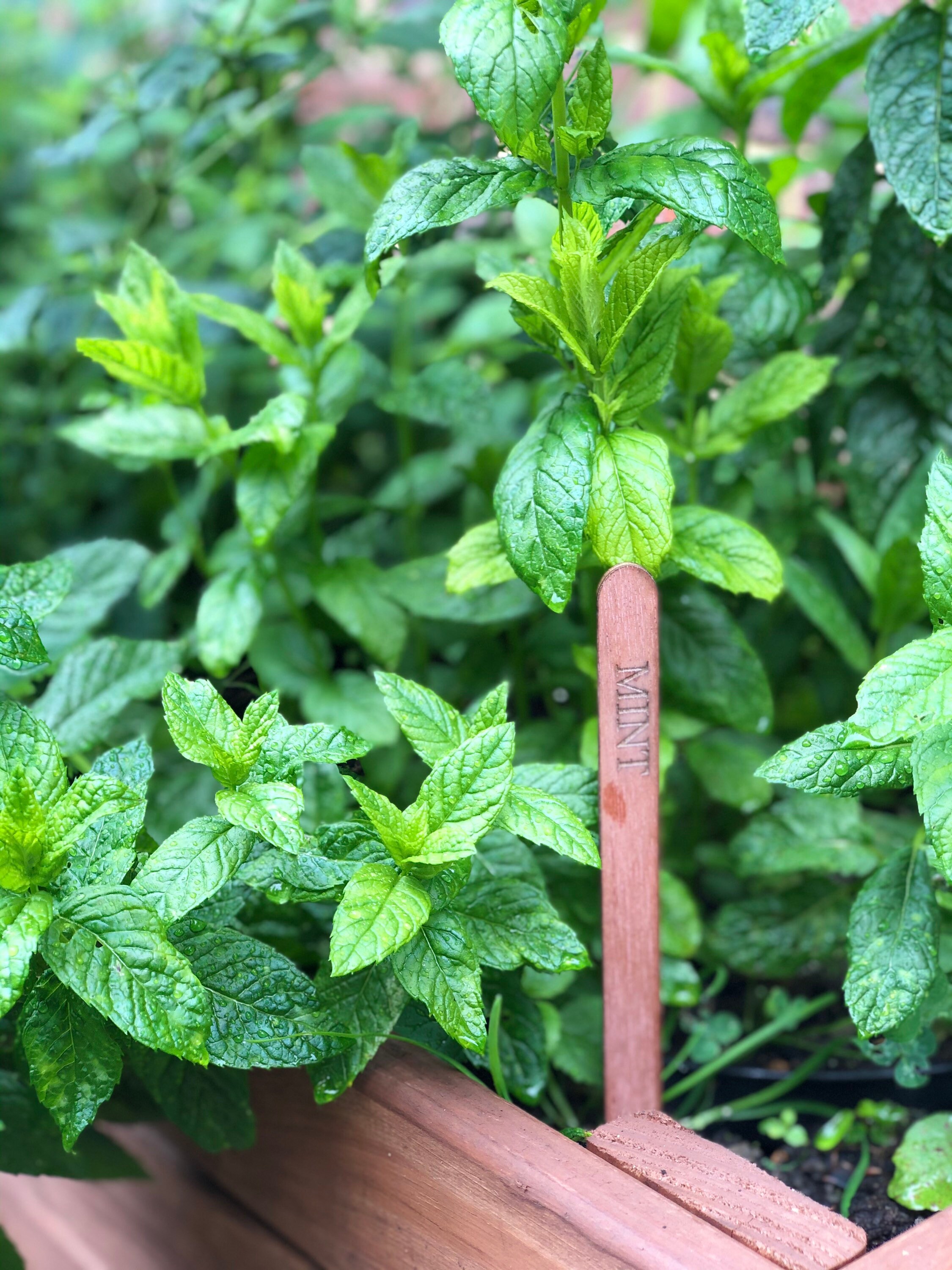 Plant Markers Etsy UK
