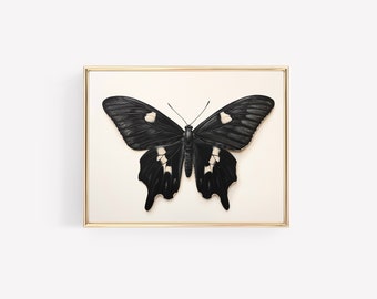 May include: A framed black and white butterfly with white spots on its wings.