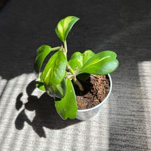 Reverse Variegated Sweetheart Hoya kerrii