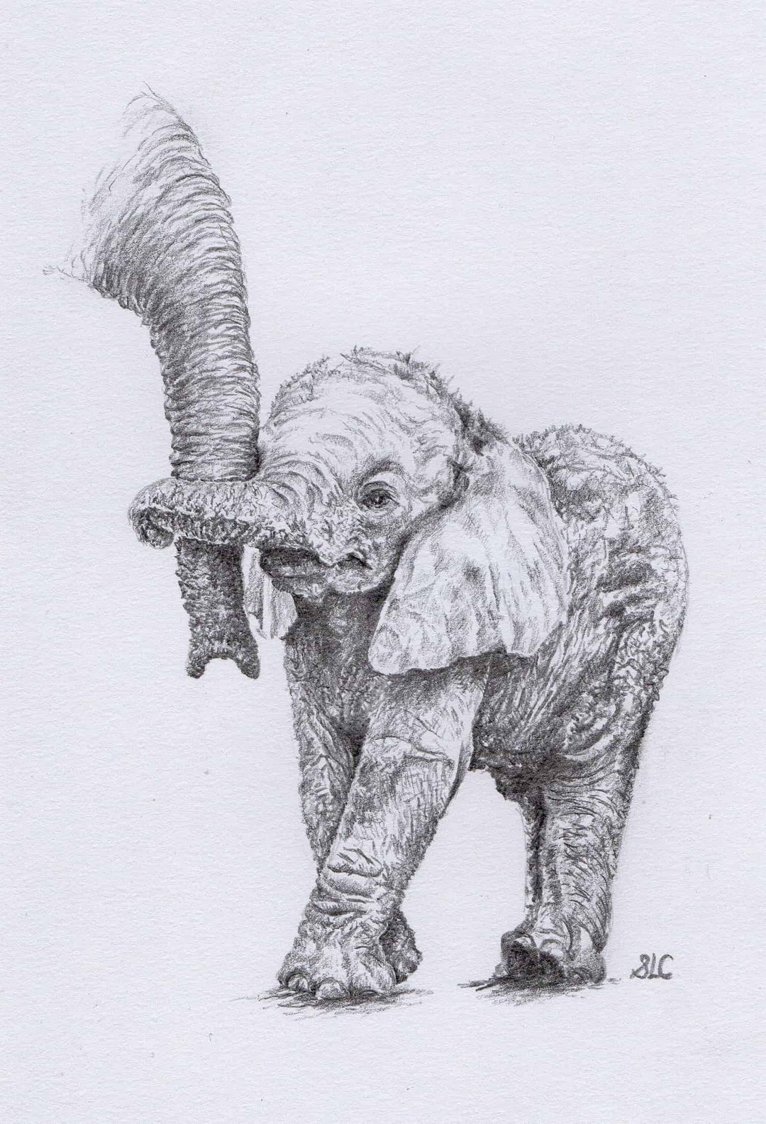 Baby Elephant Blank Card. Print of Pencil Drawing by Artist - Etsy