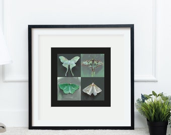 Puede incluir: Una obra de arte enmarcada con cuatro ilustraciones de polillas en tonos verdes y blancos sobre un fondo oscuro. La obra de arte con marco negro se exhibe contra una pared blanca. Una lámpara y plantas en macetas decoran la habitación.