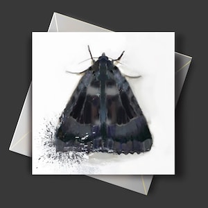 Carte de voeux mite Carte de remerciement mite Carte papillon mite noire