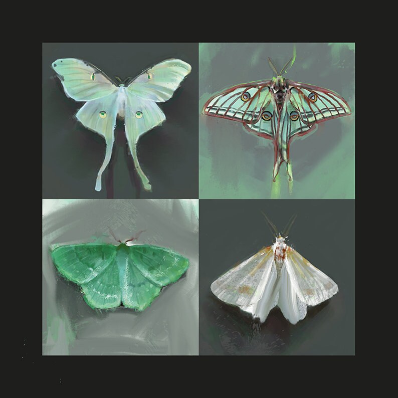 Luna Moth Art Print Luna Moth Taxidermy Art Butterfly Paintings Spanish Moon Moth Art Prints Art Collectibles Staniwills Com