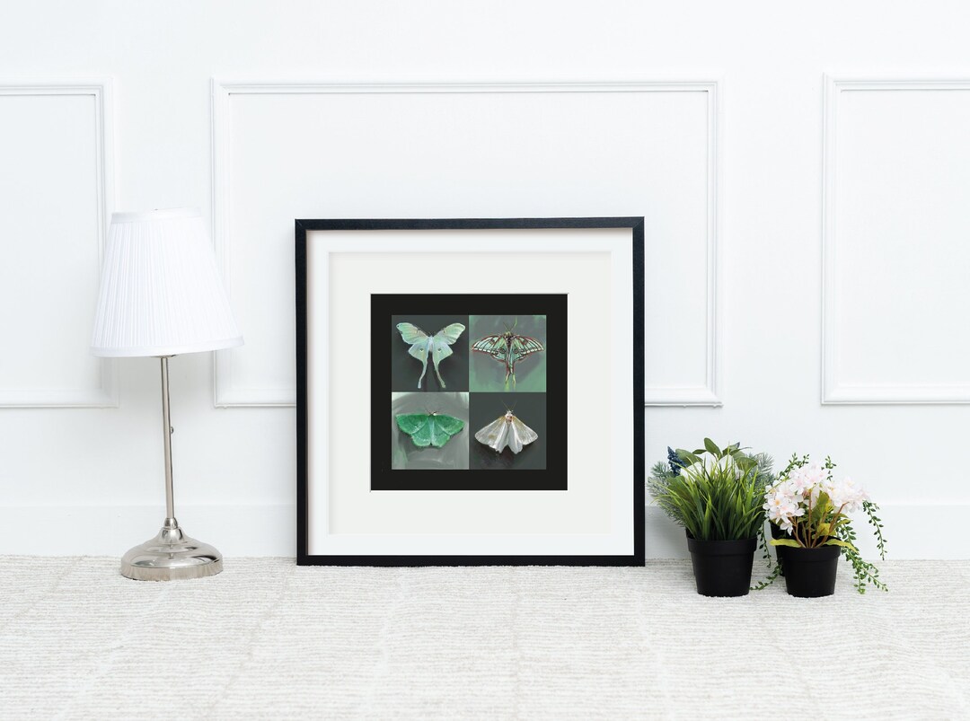 Luna Moth Art Print Luna Moth Taxidermy Art Butterfly Paintings Spanish ...