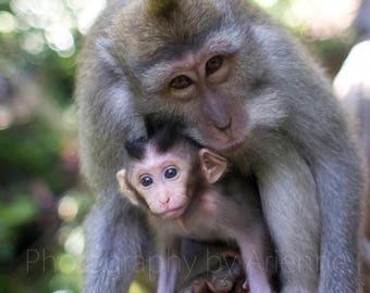 Mutter und Baby Makaken