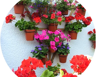 Trellis Hooks: Metal Plant Pot Hanger Rings, Vertical Garden (Pack of 6)