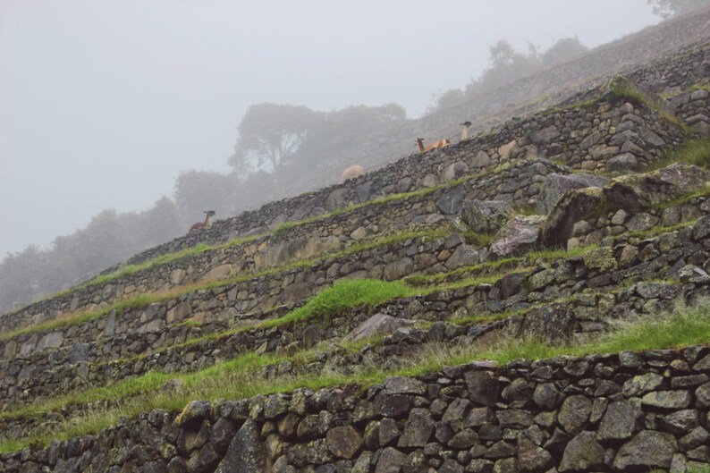 Alpaca Photo Machu Picchu Photo Printable Wall Art Rainy Machu Picchu Peru Photo Home Decor Digital Download Outdoor Photography art