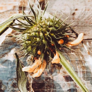 Klip Dagga, Lions Tail Flower Essence //Learn the Power of Play & Re-Creation, Heal Addiction Patterns//