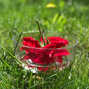 Esencia de flor de rosa roja //Corazón sanador corazón sanación del corazón//