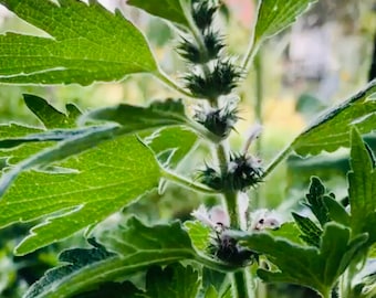 Motherwort Flower Essence //Re-Mother, Stand In Your Own Heart//