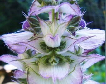 Clary Sage Flower Essence // Made on Summer Solstice under the New Moon Eclispe