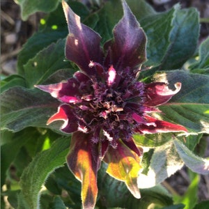 Bee Balm Flower Essence //An Embodiment Ally//
