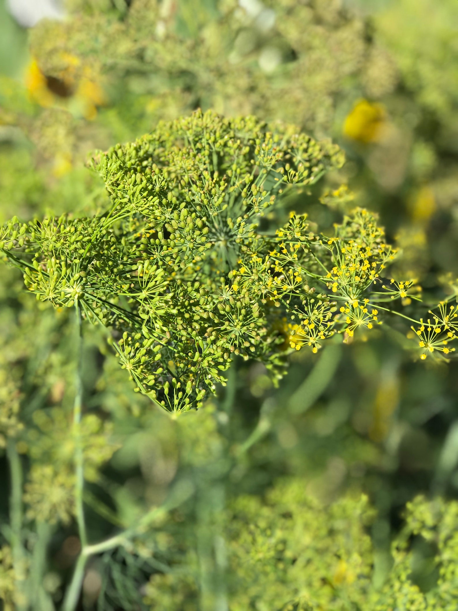 Dill Flower Essence //sensory Overload and an Ally for Seeing Patterns