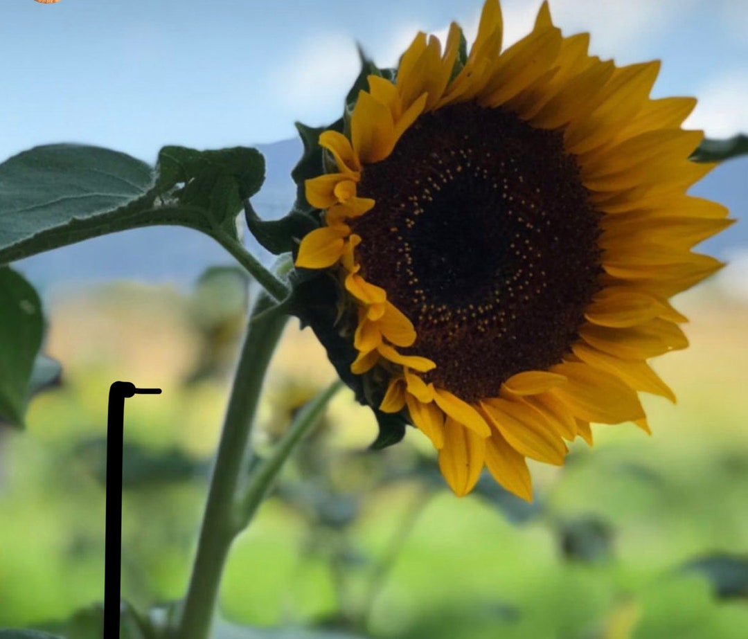 Sunflower Flower Essence //self Esteem Builder, Healing the Father & Solar Aspects// Etsy
