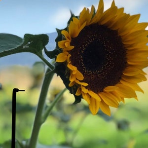Flor de girasol Esencia //Creador de autoestima, Sanando al Padre y Aspectos Solares//