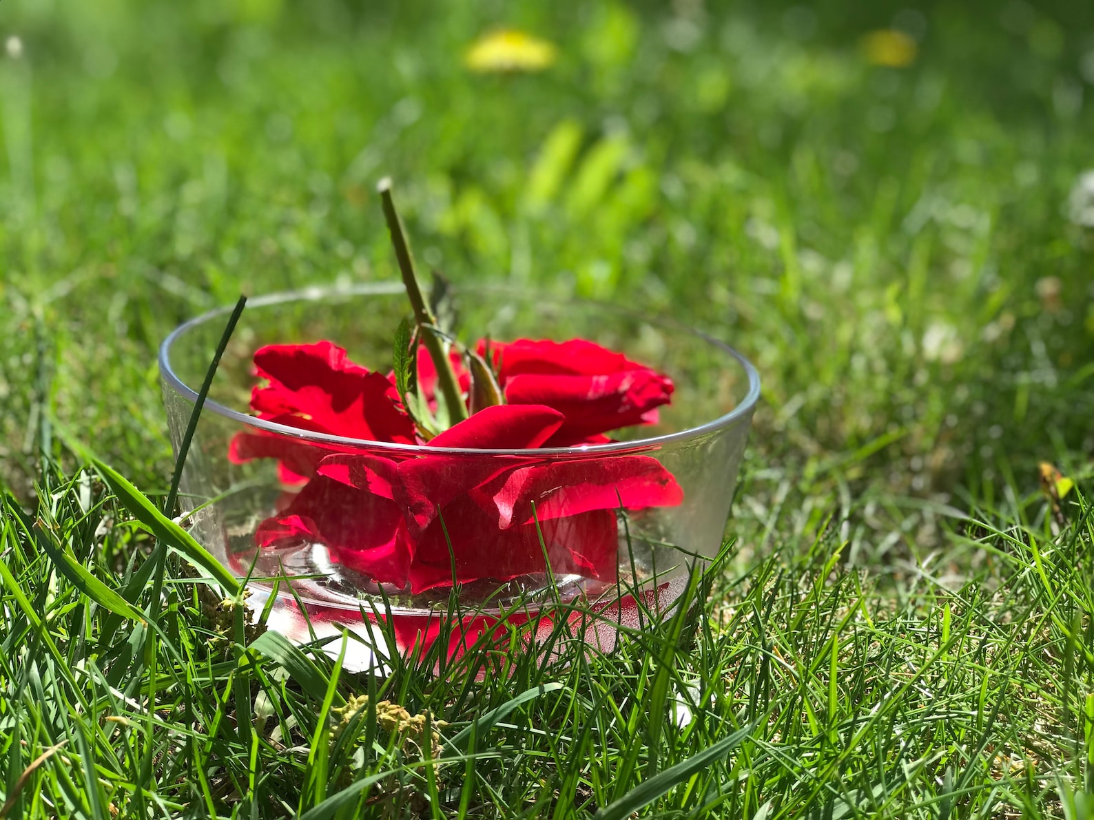 Red Rose Flower Essence //heart Healing Heart Healing Heart Etsy