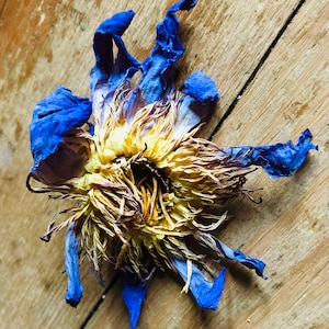 Esencia de flor de loto azul //Portador de la luz, rejuvenecimiento celular//