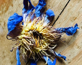 Blue Lotus Flower Essence //Bringer of the Light, Cellular Rejuvenation//