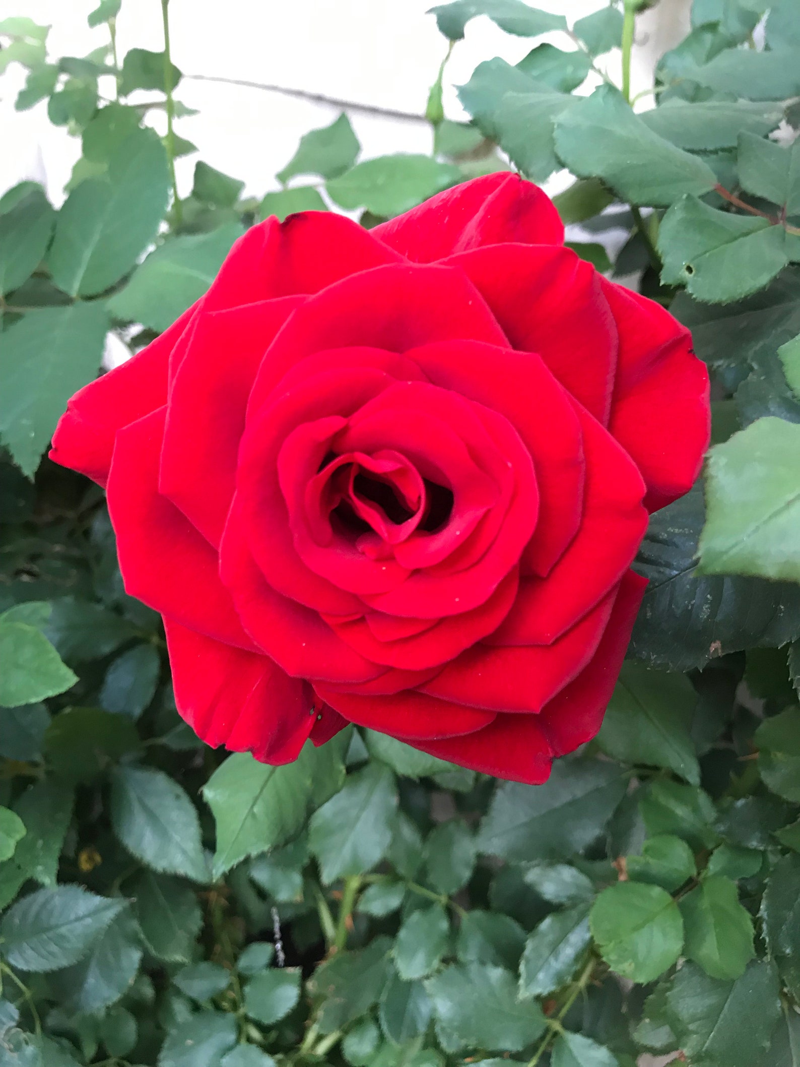 Red Rose Flower Essence //heart Healing Heart Healing Heart Etsy