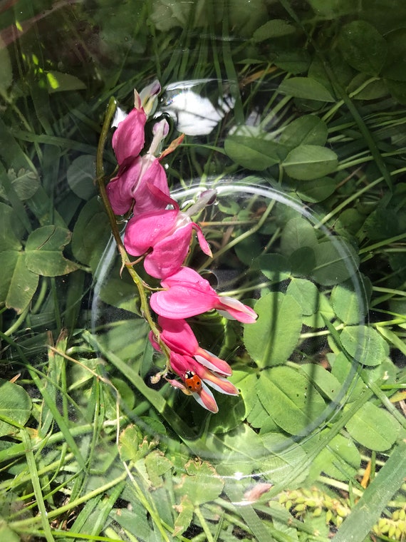 Bleeding Heart Flower Essence //heart Centered Compassion & Etsy New