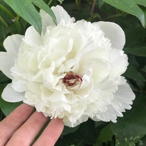 White Peony Flower Essence // An essence for Unfolding into Beauty and the Sacred Union with Self