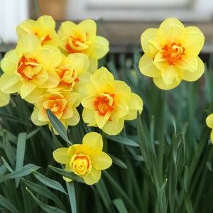 Esencia de flores de narciso //Conectando con los bordes de ti mismo, creciendo fuera de los tiempos difíciles//