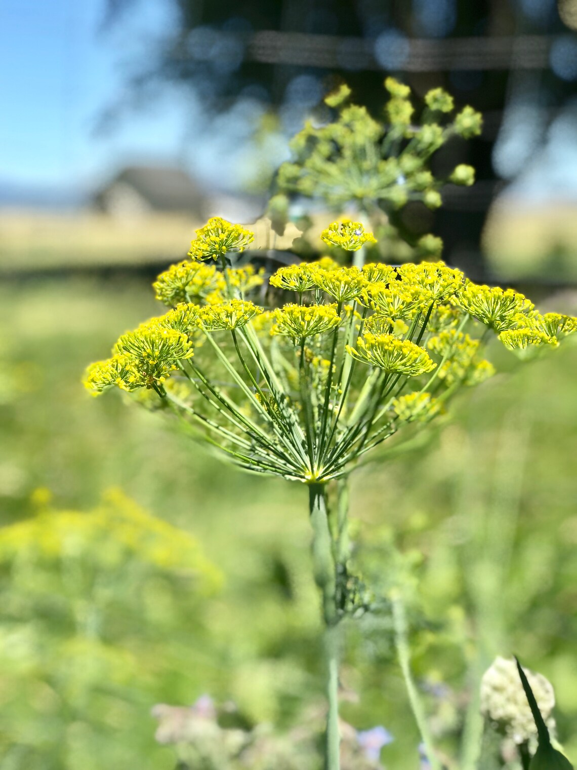 Dill Flower Essence //sensory Overload and an Ally for Seeing Etsy UK