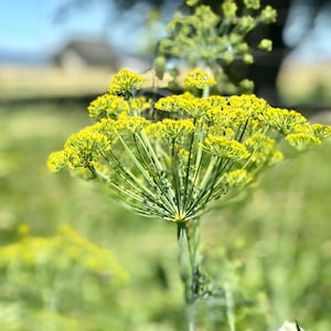 Esencia de flor de eneldo //Sobrecarga sensorial y un aliado para ver patrones//