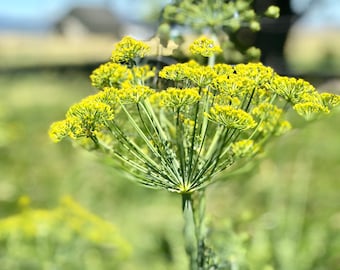 Dill Flower Essence  //Sensory Overload and An Ally for Seeing Patterns//
