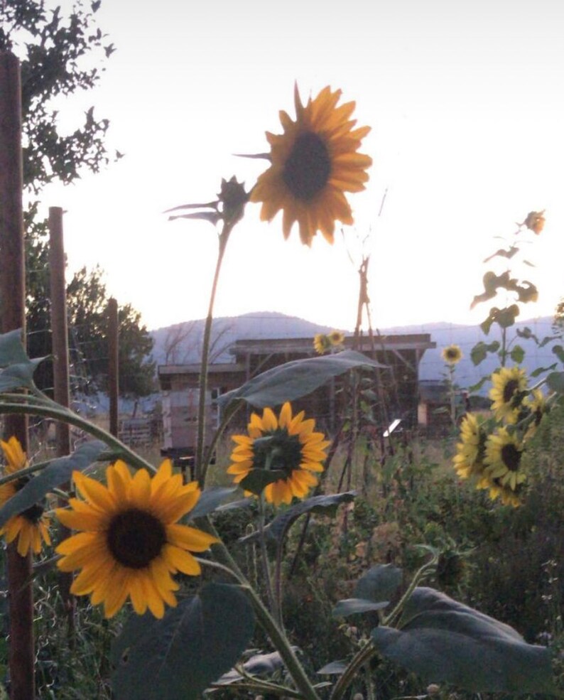 Sunflower Flower Essence //self Esteem Builder, Healing the Father & Solar Aspects// Etsy