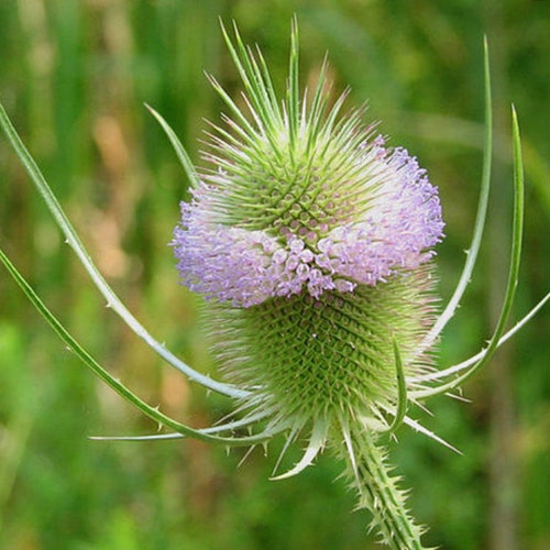 Teasel Flower Essence  //A True Ally for the Microbiome & For The Strongest Personal Boundaries//