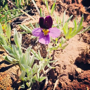 Wild Violet Flower Essence  //Deep Grief Healing, Connect Crown and Heart Chakras//