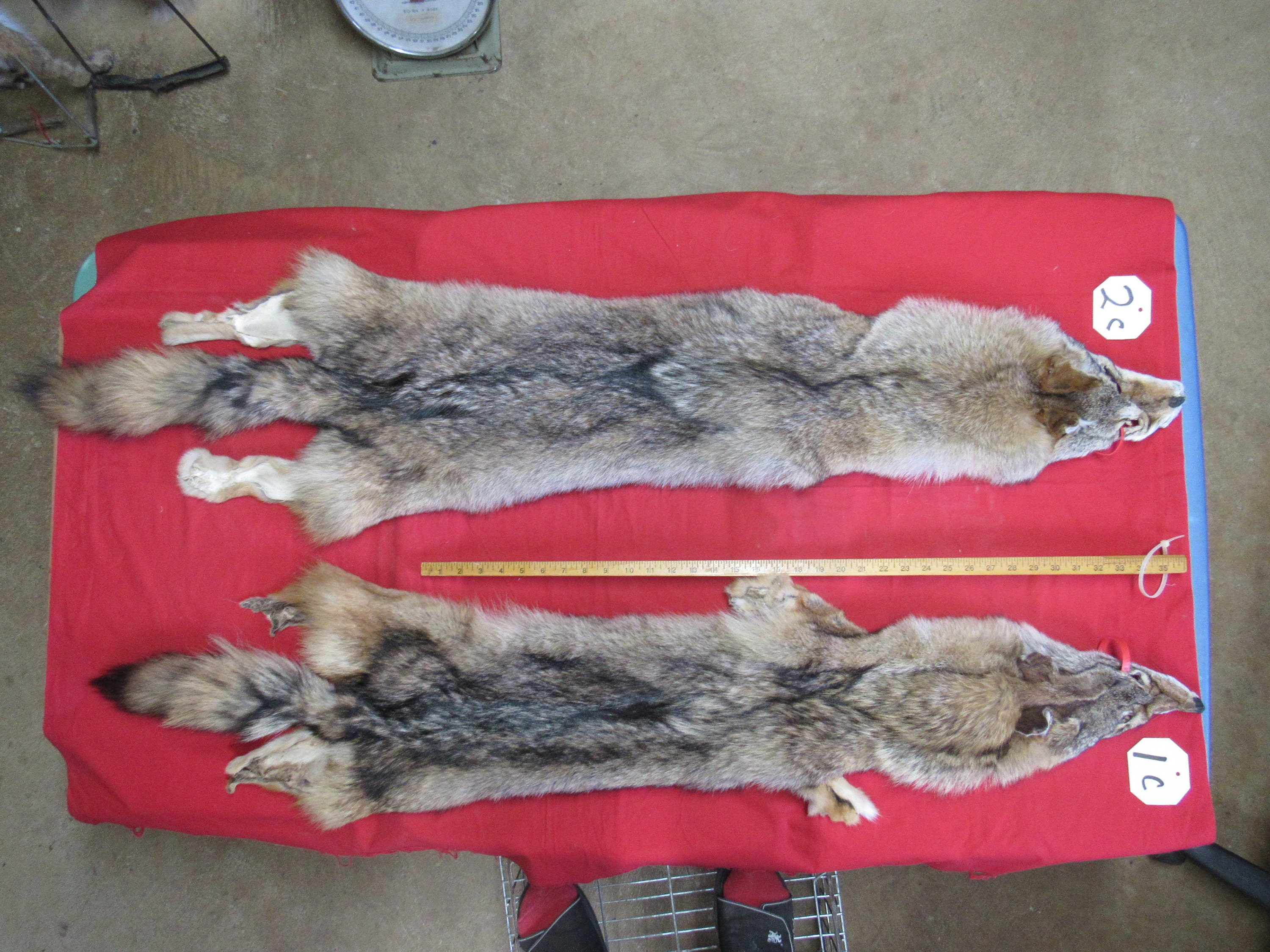 Coyote Coats For Cats