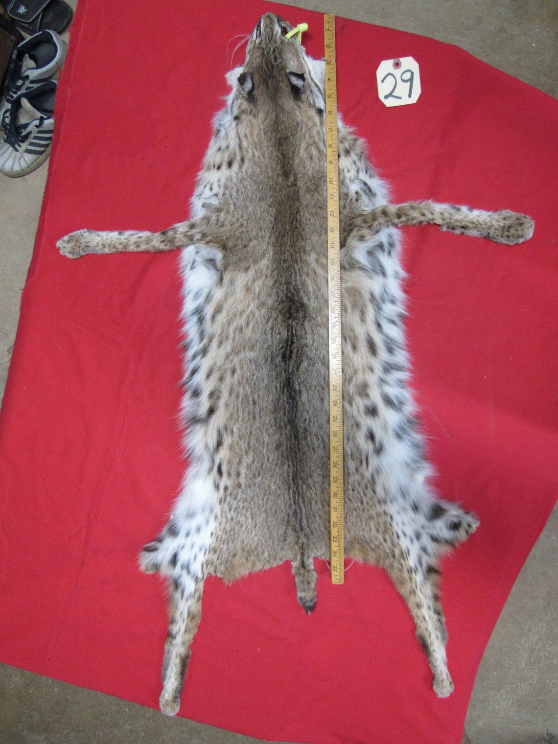 Tanned bobcat pelt with feet claws animal hide craft art Etsy