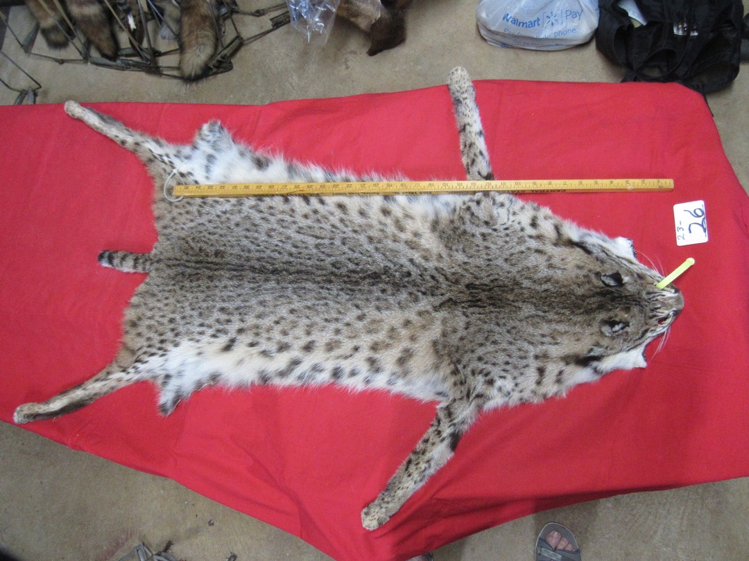 Tanned Bobcat Pelt With Feet Animal Hide Skin Winter Soft Etsy