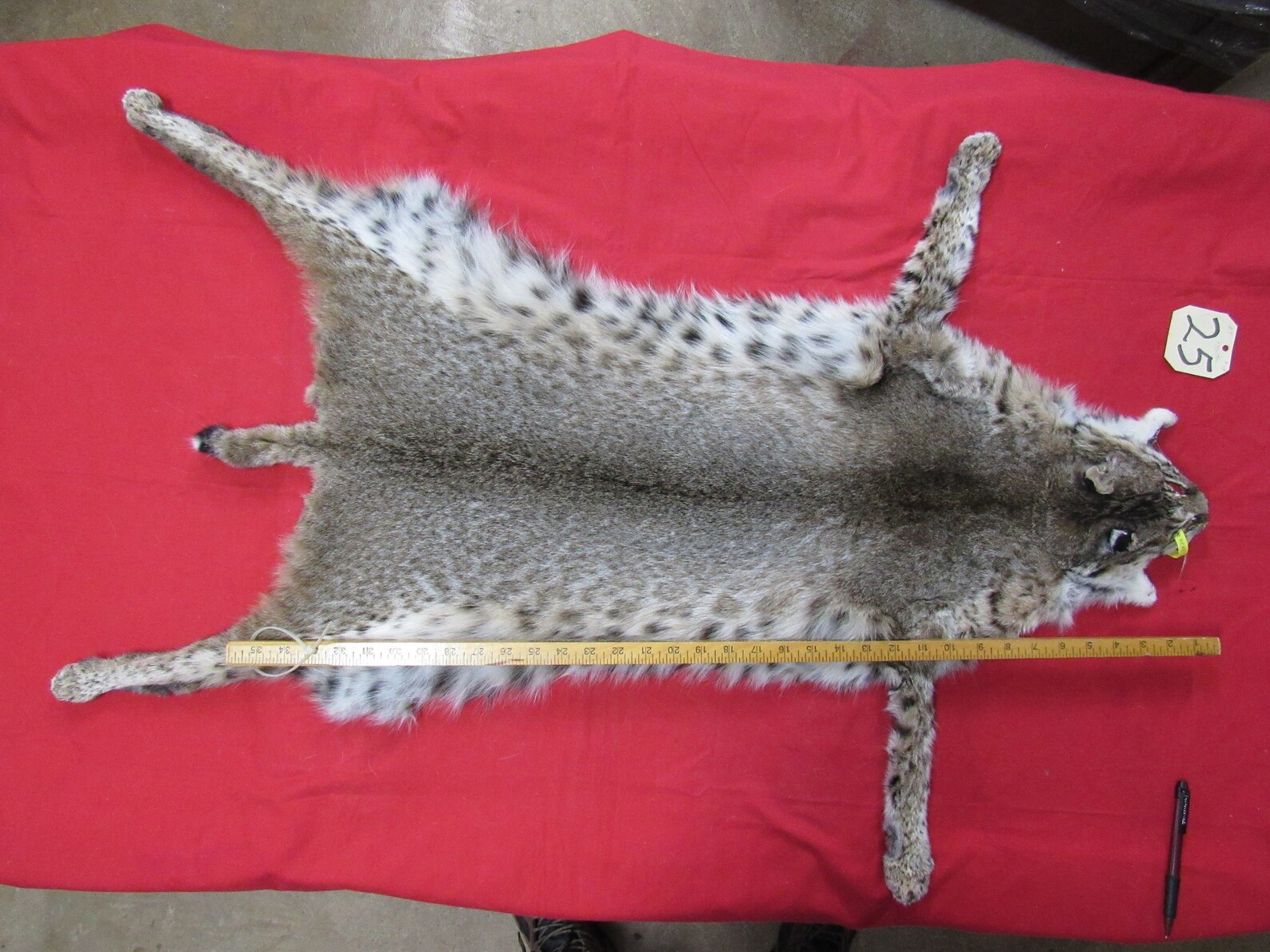 Tanned bobcat pelt with feet claws animal hide craft art Etsy