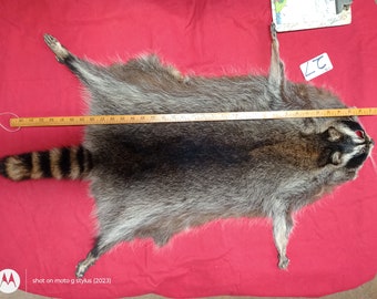 tanned Raccoon pelt with feet claws winter hide skin animal fur.