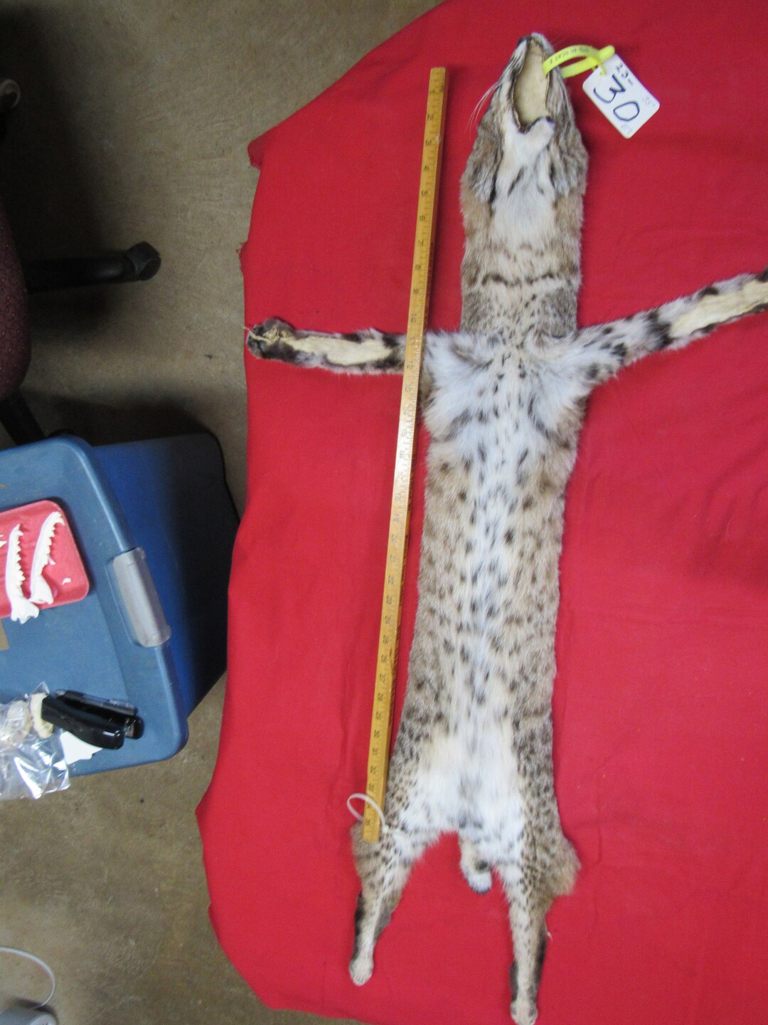 Tanned Bobcat Pelt With Feet Clawswinter Animal Hide Good Etsy