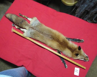 tanned red fox pelt with feet animal hide claws, winter fur good leather.
