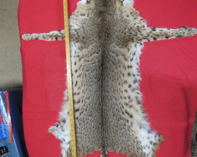 Tanned Bobcat Pelt With Feet Animal Hide Skin Winter Soft Etsy