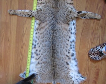 professionally tanned bobcat pelt open with feet, claws animal skin, winter hide soft fur