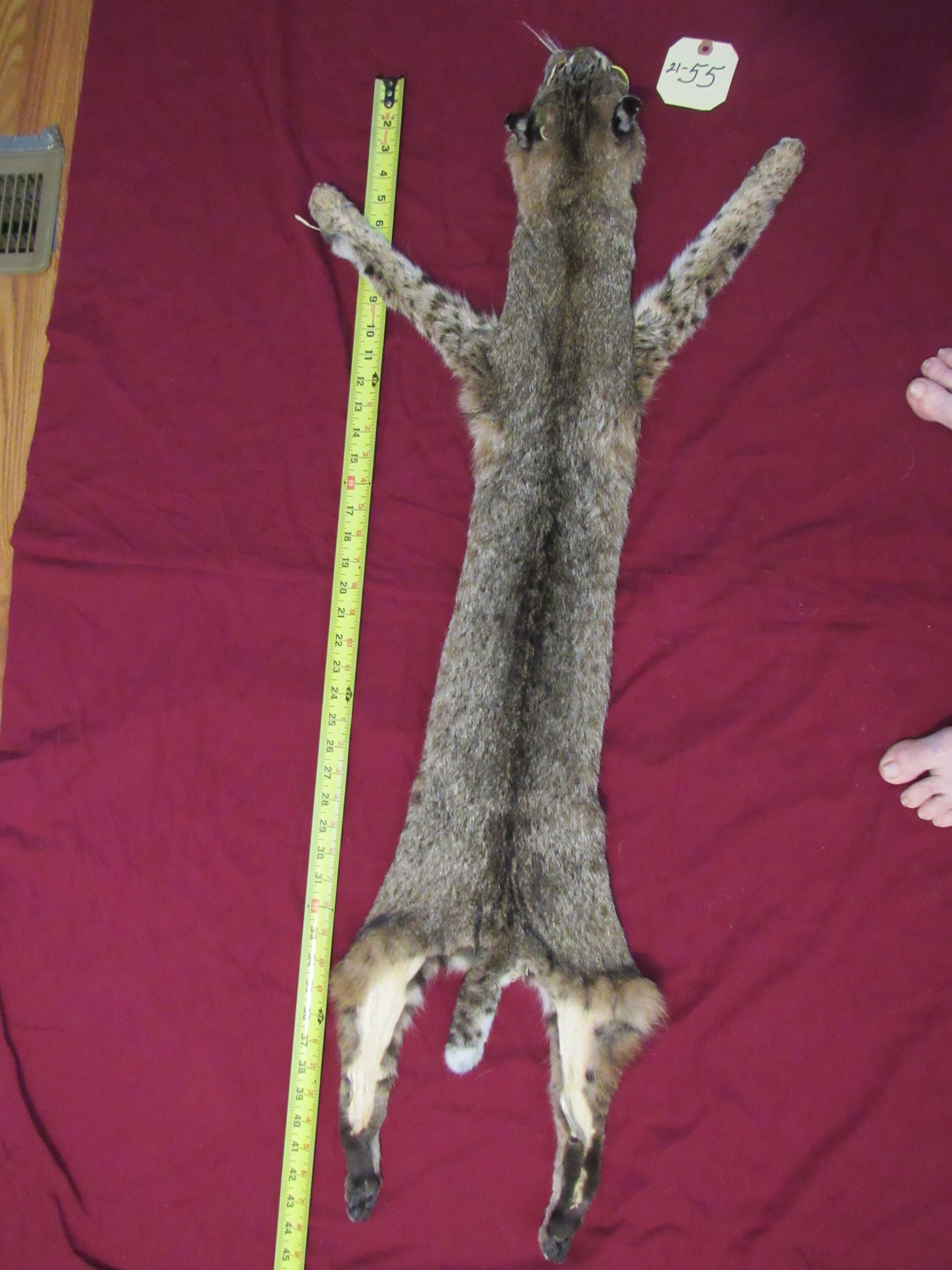 Spotted bobcat pelt skin with feet quality professional tan Etsy