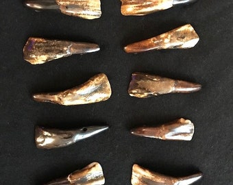 AUTHENTIC Cleaned and Polished BUFFALO TEETH Set 0f 10. Free Shipping