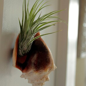 May include: A wall-mounted conch shell planter containing a green air plant. The shell features a smooth, dark brown and tan exterior with a textured, spiraled base. The air plant has thin, pointed, silvery-green leaves extending upwards.